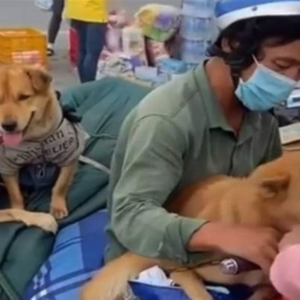 ‚Thảm sát‘ chó ở Cà Mau: Người chủ muốn tìm luật sư ‚để đòi lại công bằng cho đàn con‘